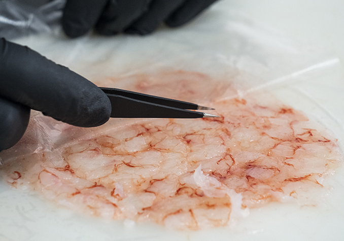 Comelofacciamo_CarpaccioGambero rosso