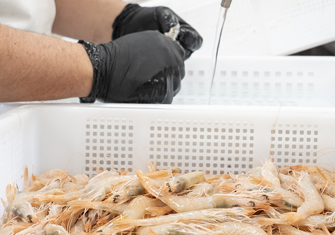 Comelofacciamo_puliziagamberorosa