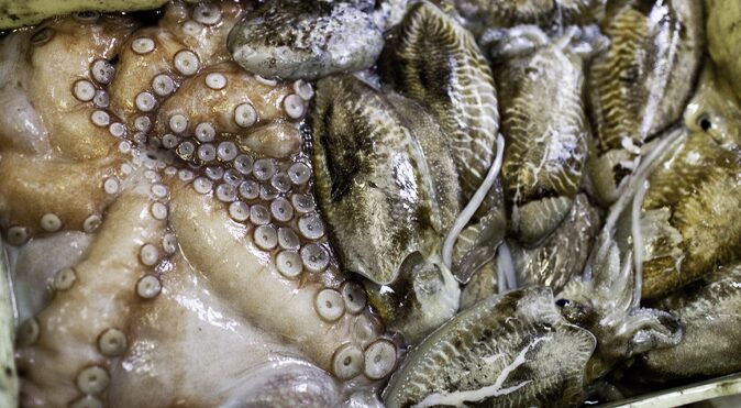 CHI SIAMO Porto Santo Spirito ItticoA3